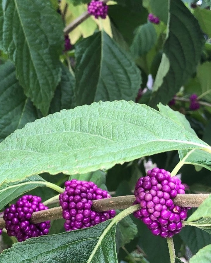 Ripe purple beautyberries growing in Northwest Florida.
