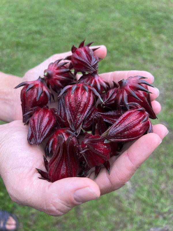 Herbs