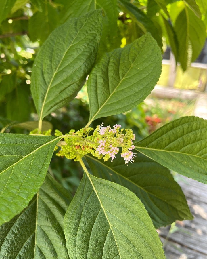 Beautyberry Flowers