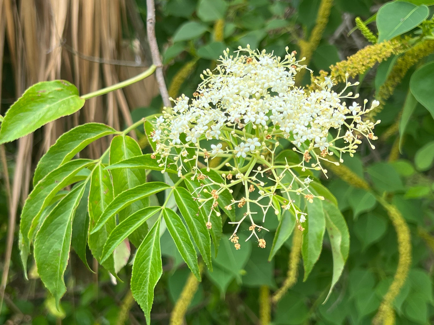 Flowering elderberry plant with small white flowers in Lynn Haven, FL.
