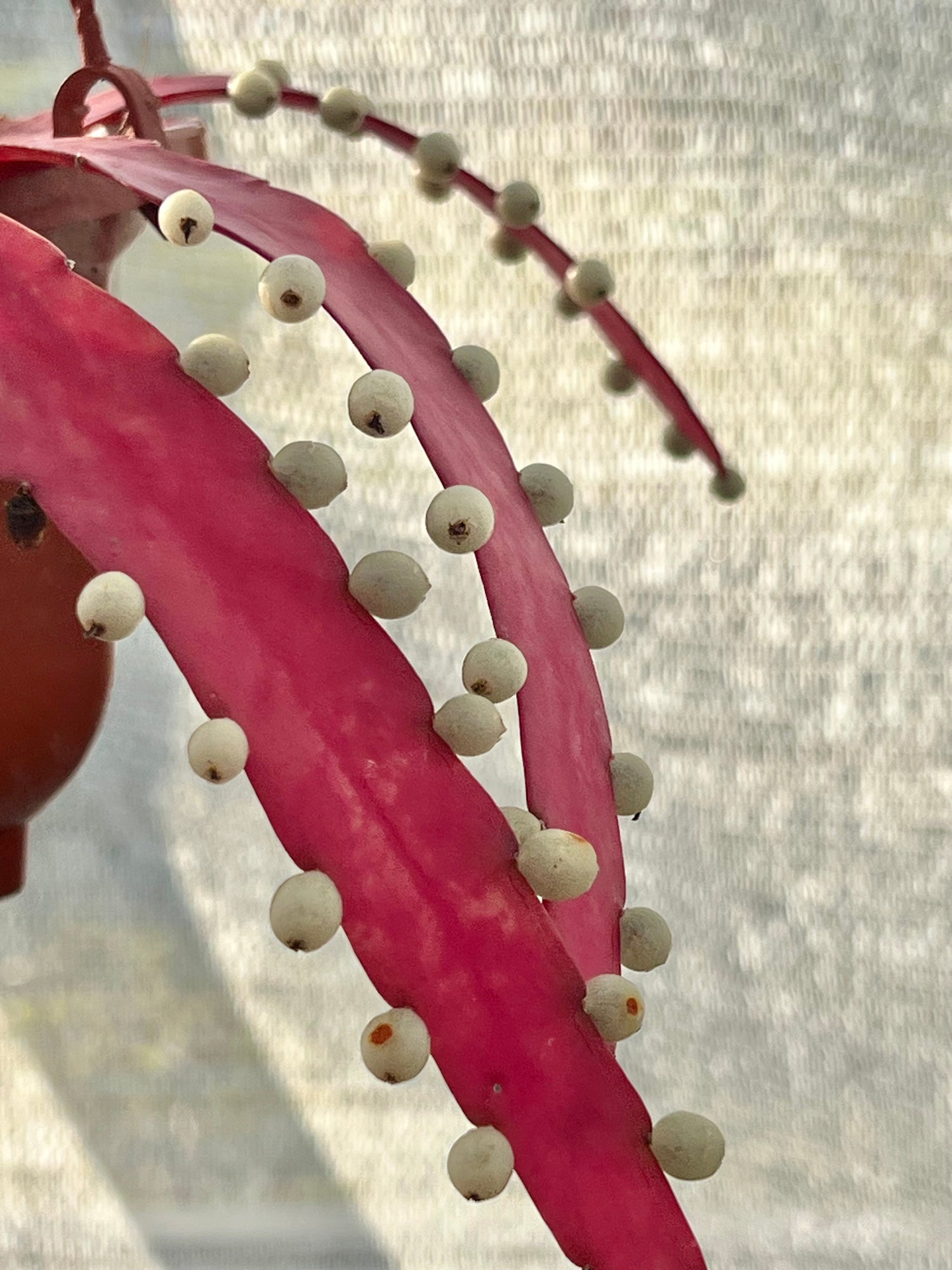 Close-up of a cactus with red spines and white spherical growths on a blurred background