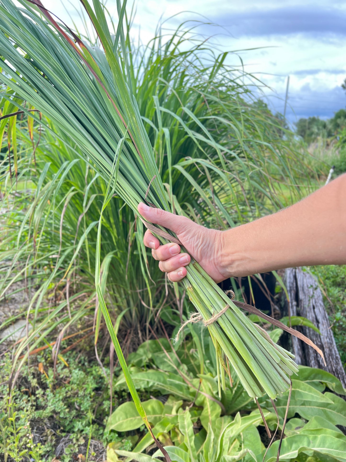 Lemongrass