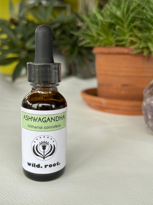 Ashwagandha Tincture, small batch made by Longleaf Botanicals in Northwest Florida.